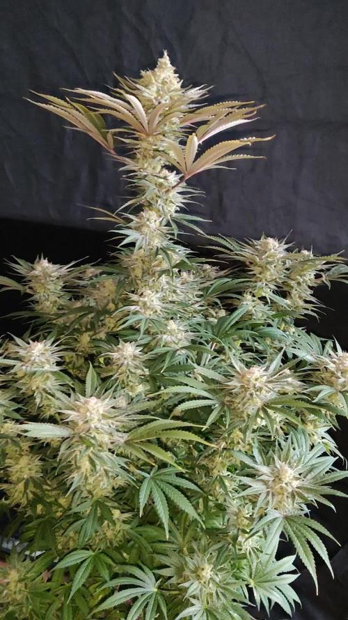 White Widow  X  The Ultimate