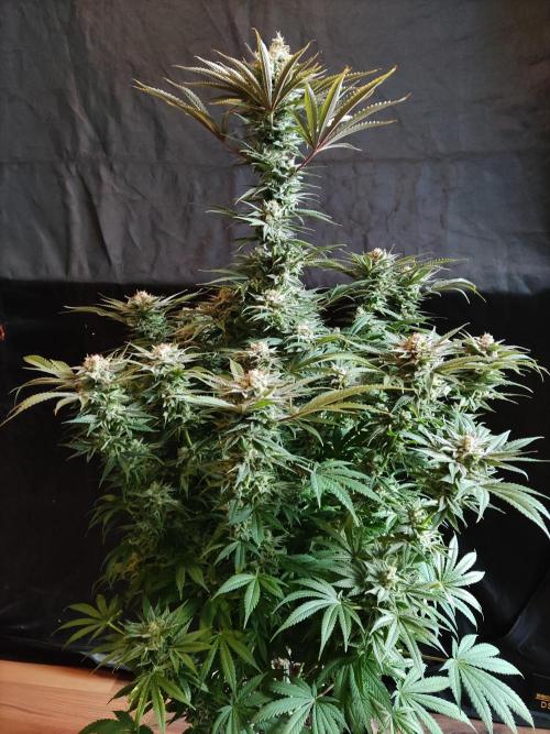 White Widow  X  The Ultimate. Week 16