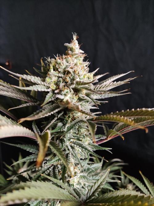 White Widow  X  The Ultimate. Week 16