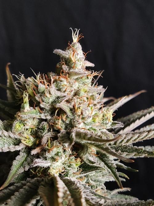 White Widow  X  The Ultimate. Week 16