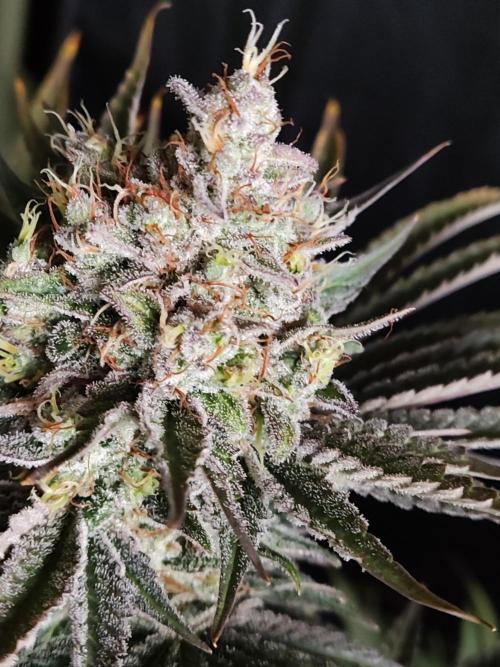 White Widow  X  The Ultimate. Week 16