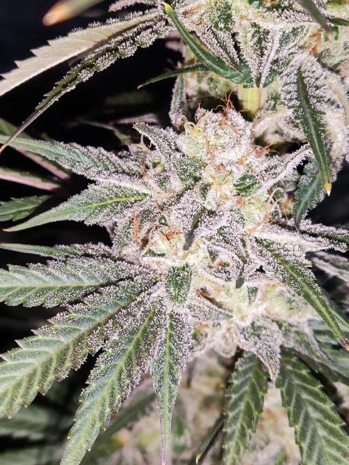 White Widow  X  The Ultimate. Week 16