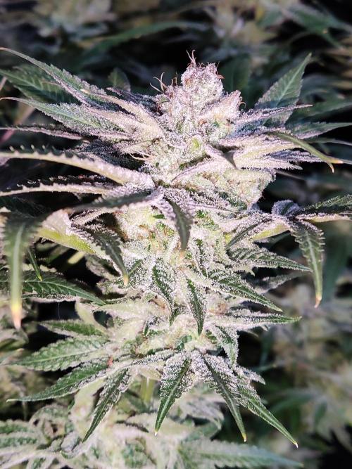 White Widow  X  The Ultimate. Week 16