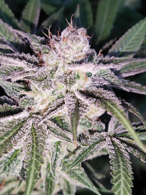 White Widow  X  The Ultimate. Week 16