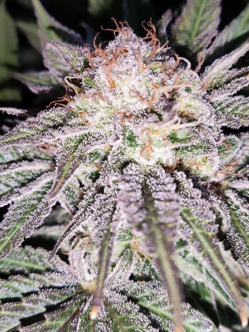 White Widow  X  The Ultimate. Week 16