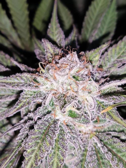 White Widow  X  The Ultimate. Week 16