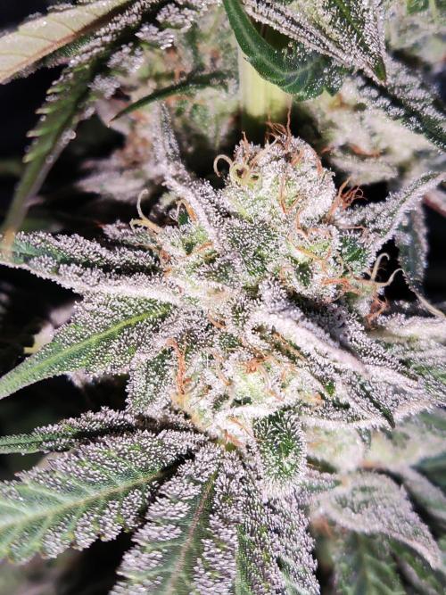 White Widow  X  The Ultimate. Week 16