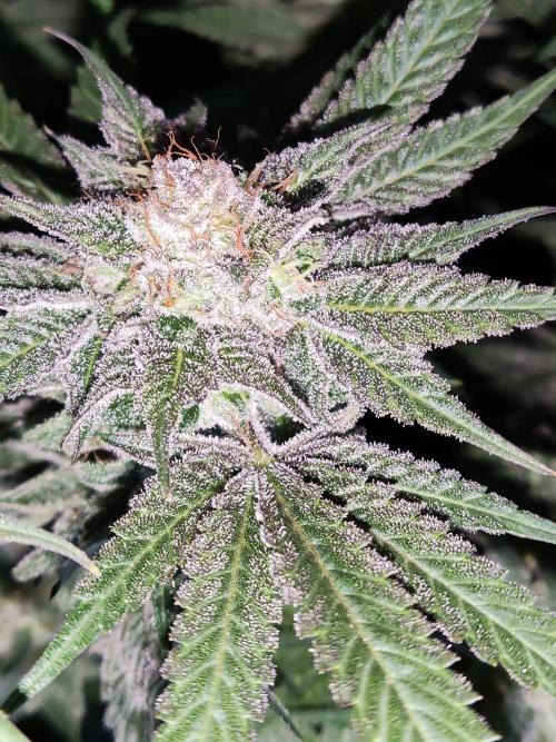 White Widow  X  The Ultimate. Week 16