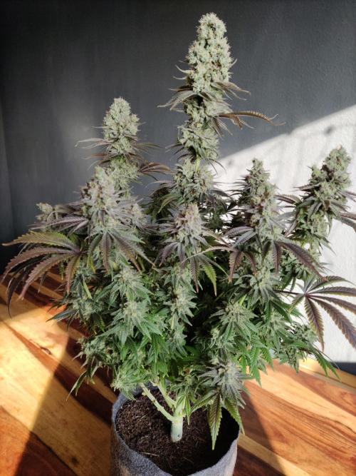 Brain Damage. Week 17