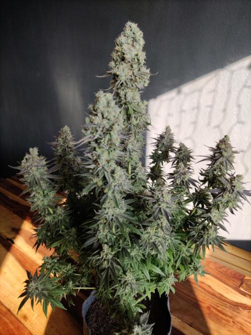 Brain Damage. Week 17