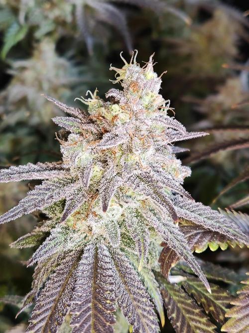 Brain Damage. Week 17