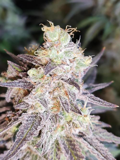 Brain Damage. Week 17