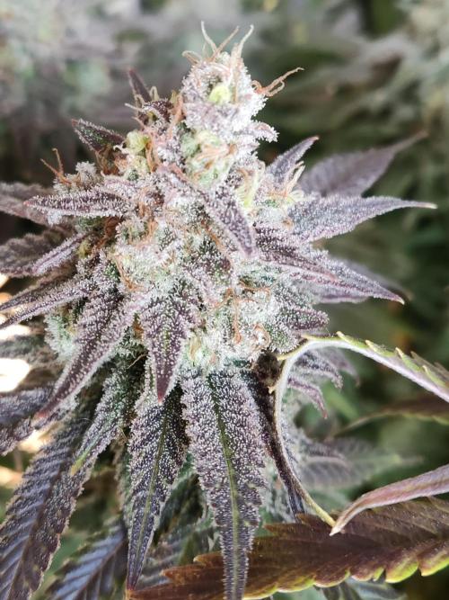 Brain Damage. Week 17