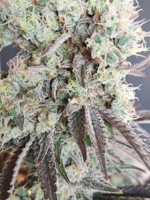 Brain Damage. Week 17