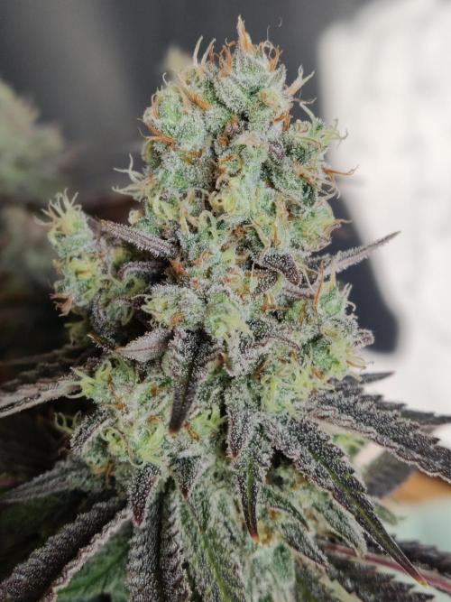 Brain Damage. Week 17