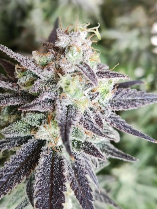 Brain Damage. Week 17