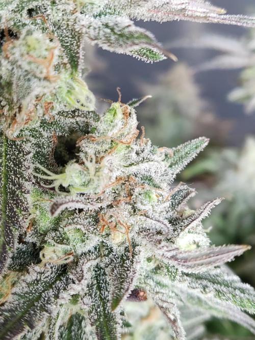 Brain Damage. Week 17