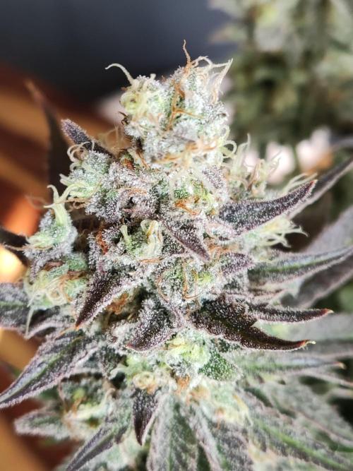 Brain Damage. Week 17