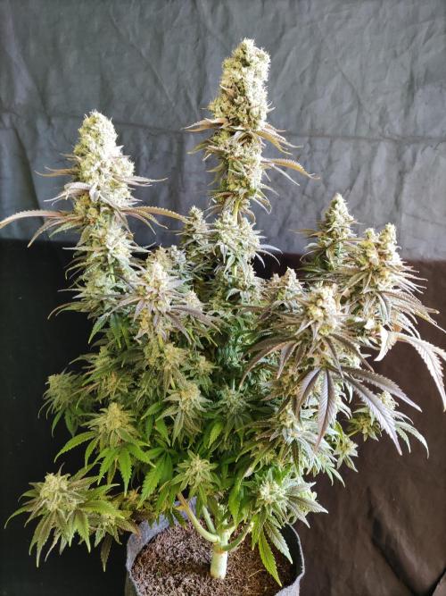 Brain Damage. Week 17