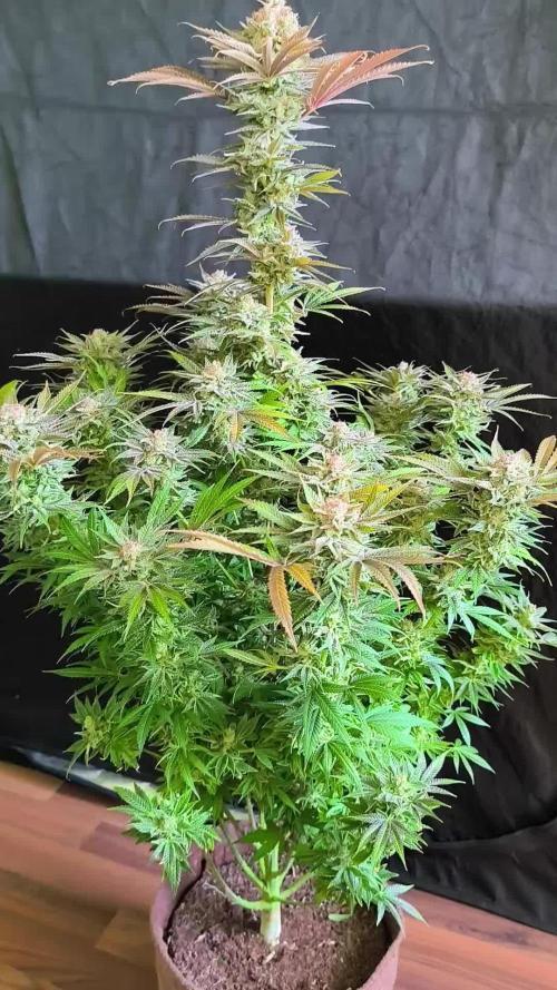 White Widow  X  The Ultimate