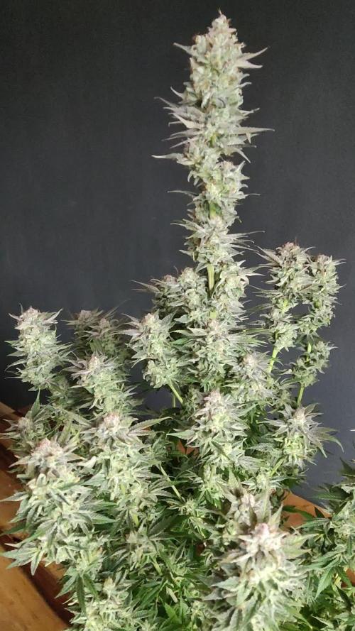 White Widow  X  The Ultimate