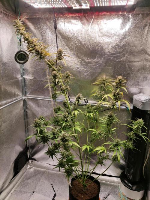 Strawberry Cough. Week 13 - Blüte Tag 70