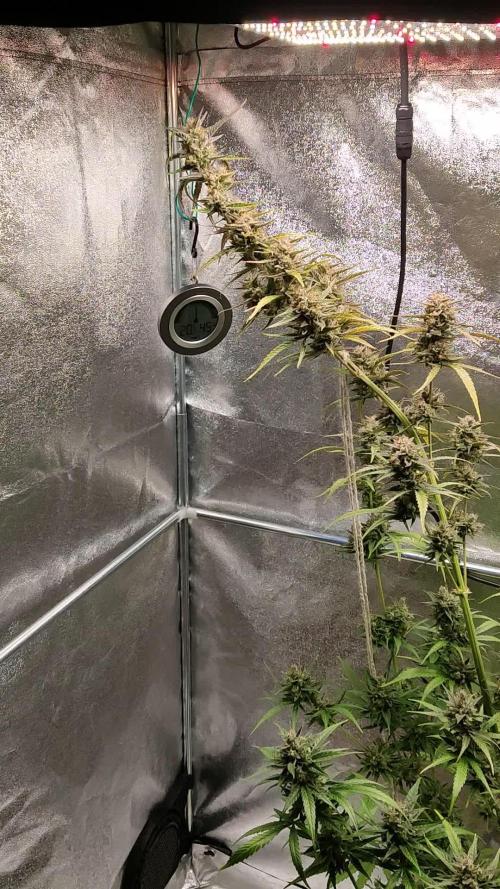 Strawberry Cough