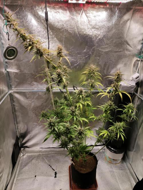 Strawberry Cough. Week 13