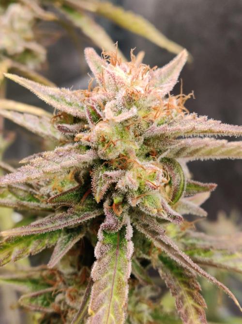 Strawberry Cough. Week 13