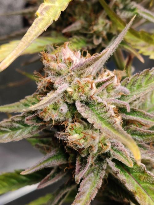 Strawberry Cough. Week 13