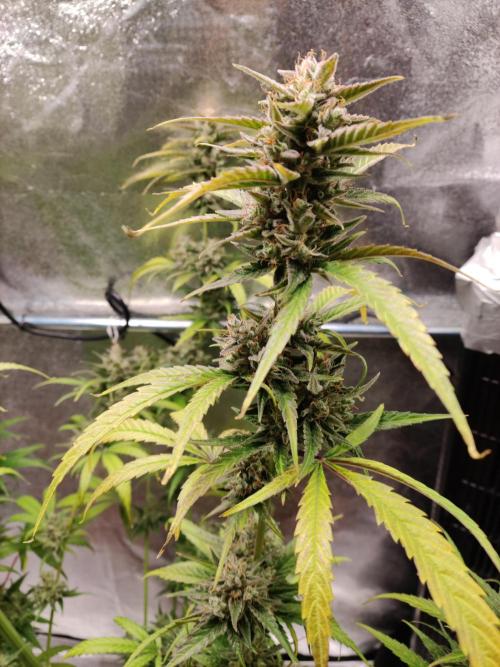 Strawberry Cough. Week 13