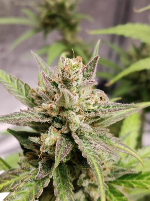 Strawberry Cough. Week 13