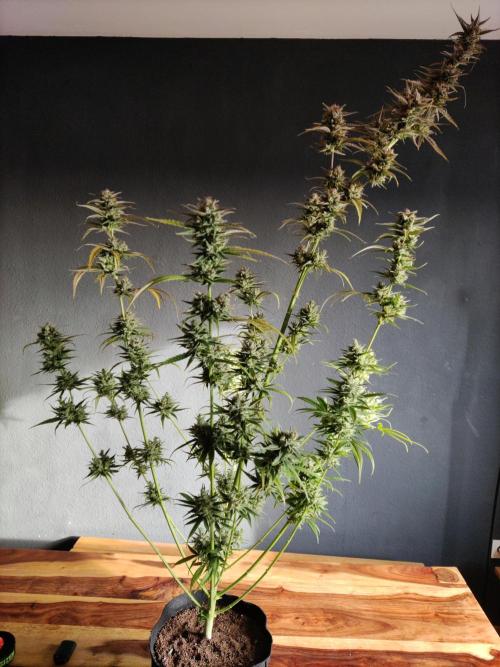 Strawberry Cough. Week 14 - Blüte Tag 76
Erntetag.  76