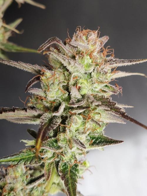 Strawberry Cough. Week 14