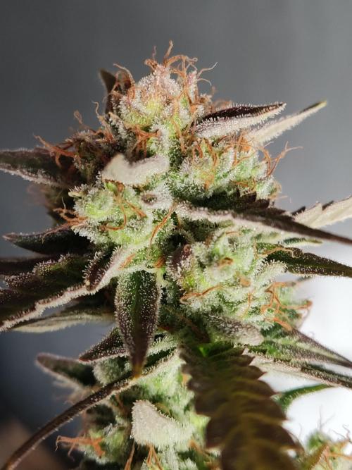 Strawberry Cough. Week 14