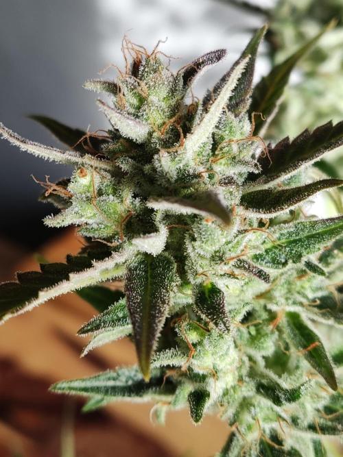 Strawberry Cough. Week 14