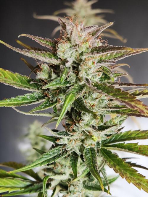 Strawberry Cough. Week 14