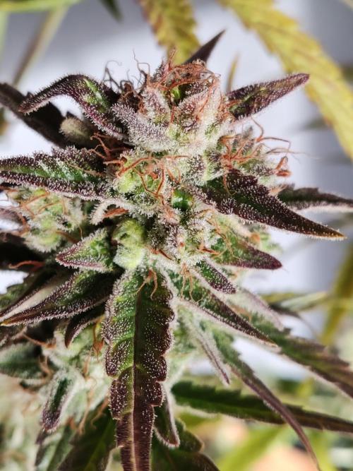 Strawberry Cough. Week 14