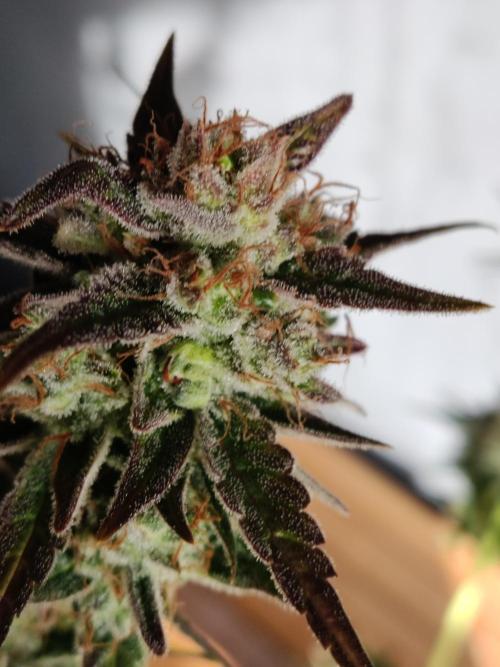 Strawberry Cough. Week 14