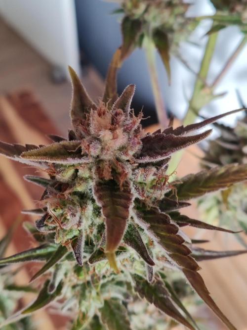 Strawberry Cough. Week 14