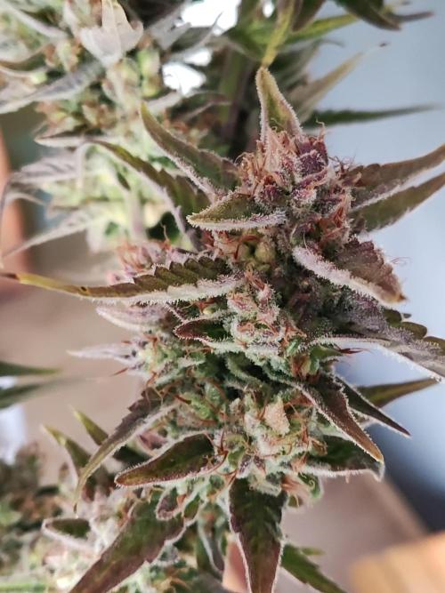 Strawberry Cough. Week 14