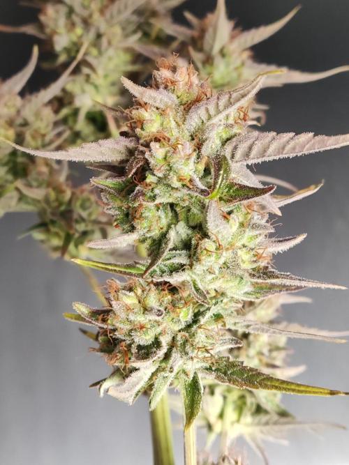 Strawberry Cough. Week 14