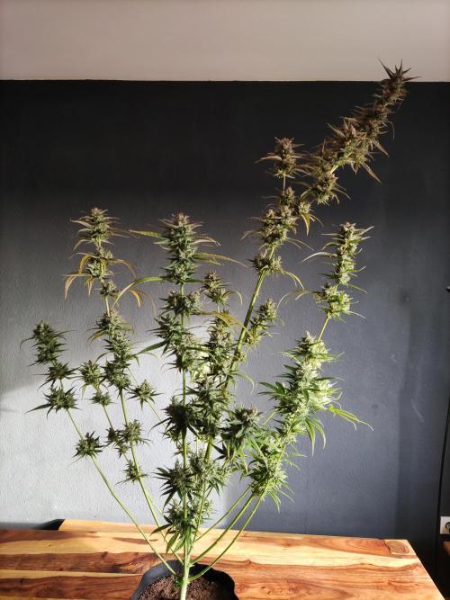 Strawberry Cough. Week 14