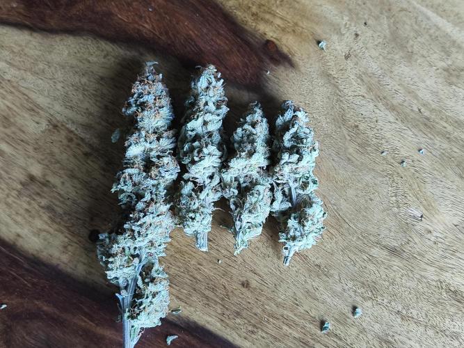 Sugar Black Rose. Week 17