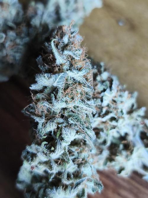 Sugar Black Rose. Week 17