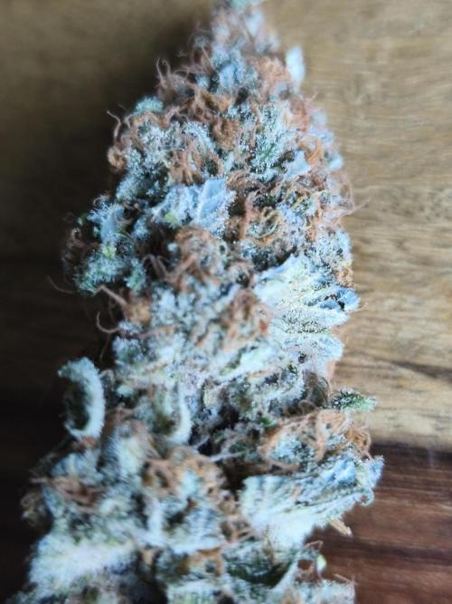 Sugar Black Rose. Week 17