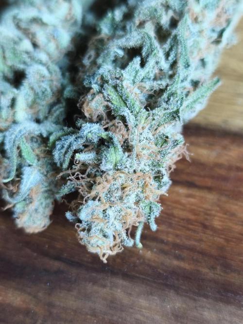 Sugar Black Rose. Week 17