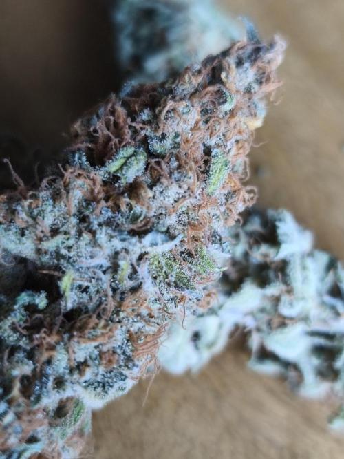 Sugar Black Rose. Week 17