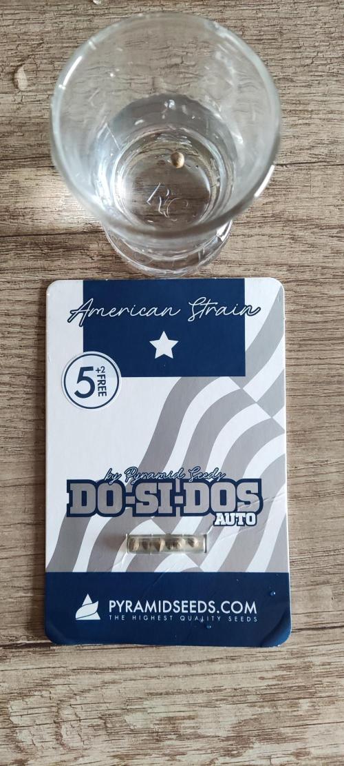 Auto Do Si Dos. Week 1