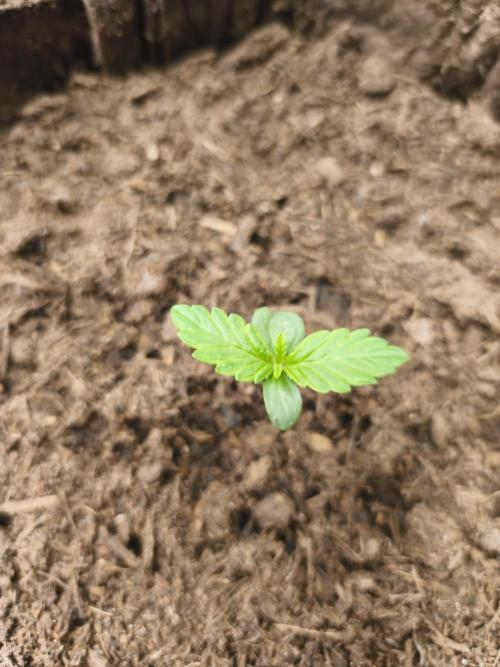 Auto Do Si Dos. Week 1 - Tag 7